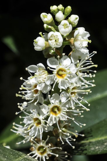 Flowering cherry laurel (Prunus laurocerasus)