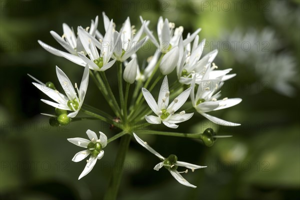 Flower of wild garlic (Allium ursinum)