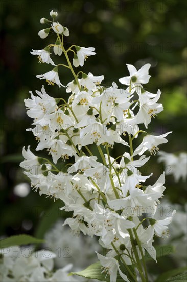Flowers of a slender deutzia shrub(Deutzia gracilis)