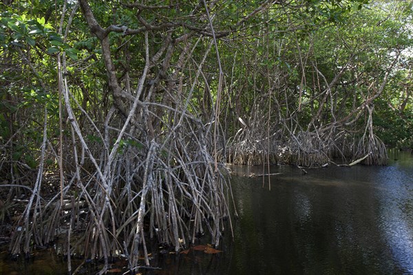 Mangroves at beach Playa Maguana in Baracoa