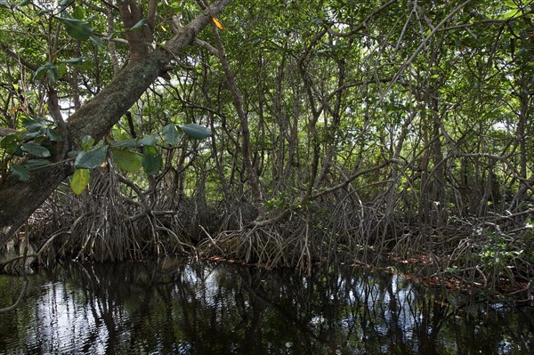 Mangroves at beach Playa Maguana in Baracoa