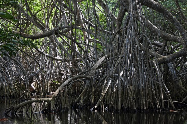 Mangroves at beach Playa Maguana in Baracoa