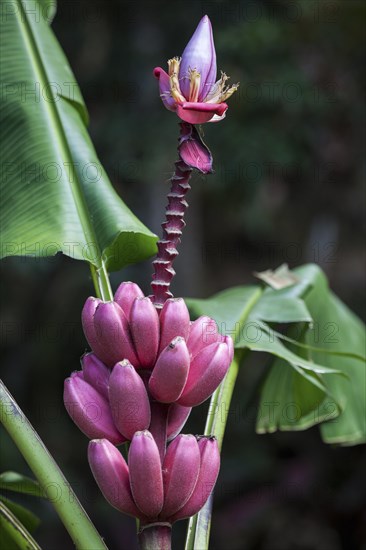 Wild Red banana (Musa velutina)