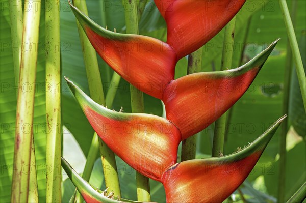 Red flower of Heliconia (Heliconia wagneriana)