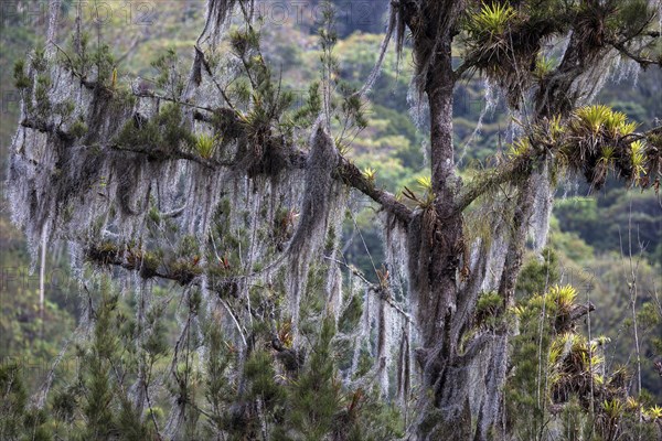 Tree densely overgrown with Old Man's Beards (Usnea)