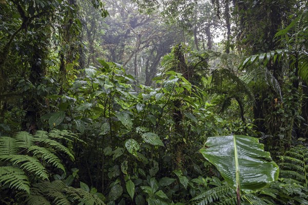 Dense vegetation in cloud forest