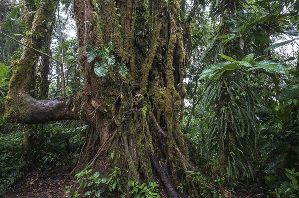 Dense vegetation in cloud forest