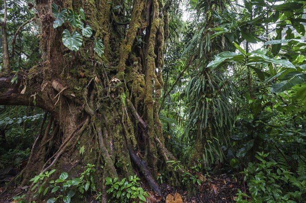 Dense vegetation in cloud forest