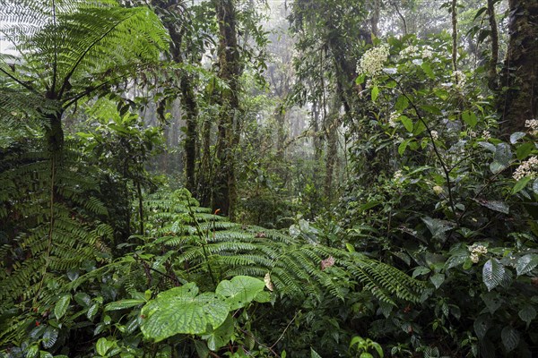 Dense vegetation in cloud forest