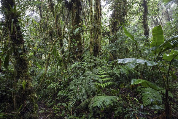 Dense vegetation in cloud forest