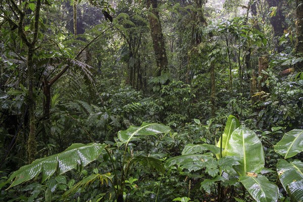 Dense vegetation in cloud forest