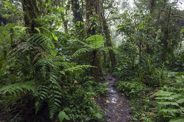 Encantado Trail