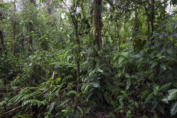 Dense vegetation in cloud forest