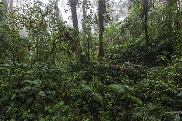 Dense vegetation in cloud forest
