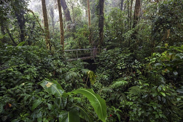 Bridge along the Encantado Trail with thick vegetation in the cloud forest