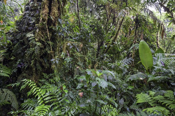 Dense vegetation in cloud forest