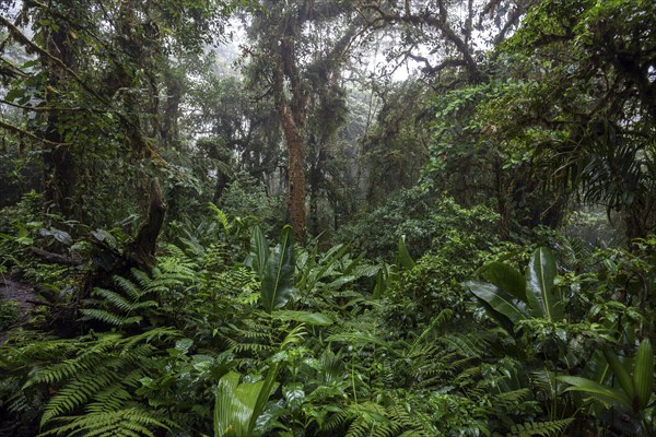Dense vegetation in cloud forest
