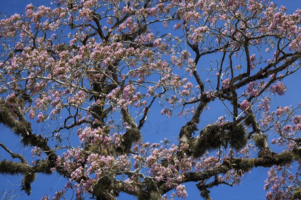 Pink flowering trumpet plant (Tabebuia heterophylla)