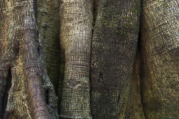 Closely related tree trunks of tropical jungle trees