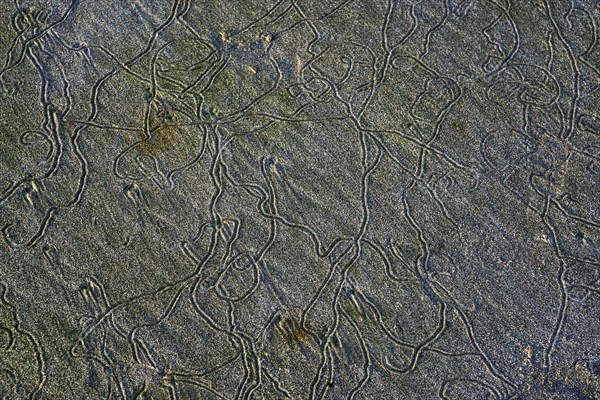 Traces of lugworms (Arenicolidae) at low tide in the sand