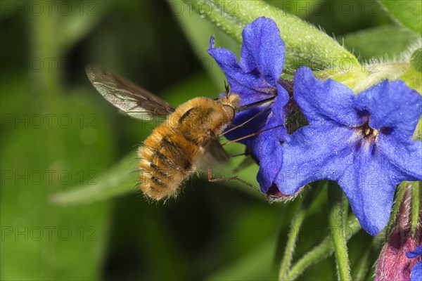 Large bee-fly (Bombylius major)
