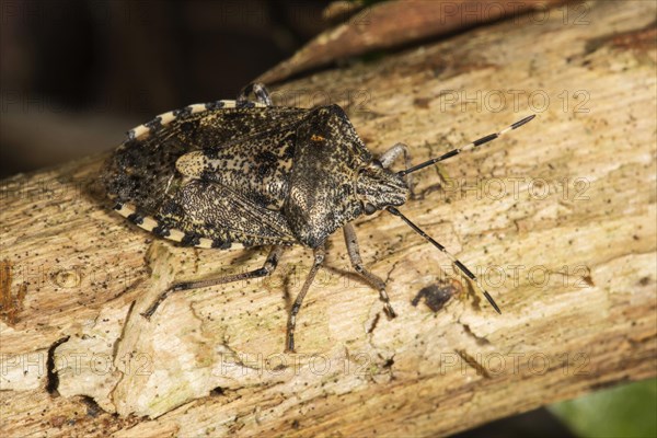 Raphigaster nebulosa (Rhaphigaster nebulosa) on wood