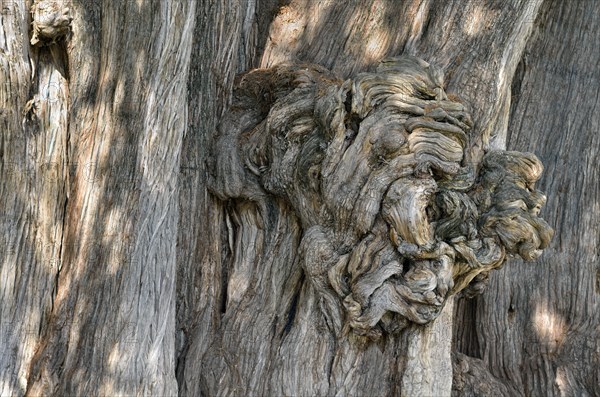 Arbol del Tule