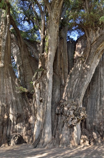 Arbol del Tule