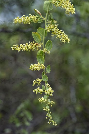 Salt Bush (Cryptocarpus pyriformis)