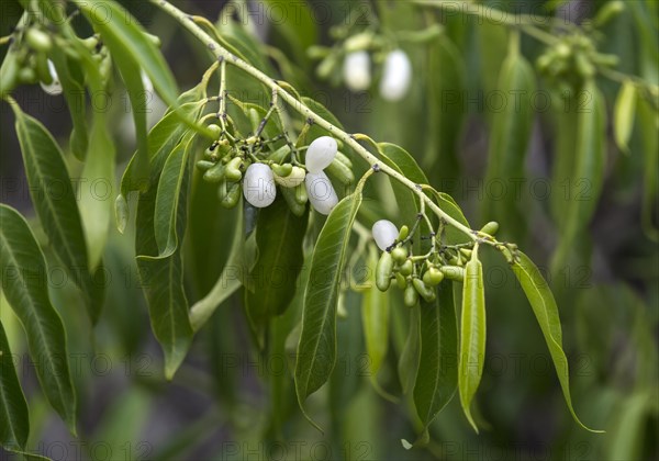 White fruits of the Pearl Berry plant (Vallesia glabra)