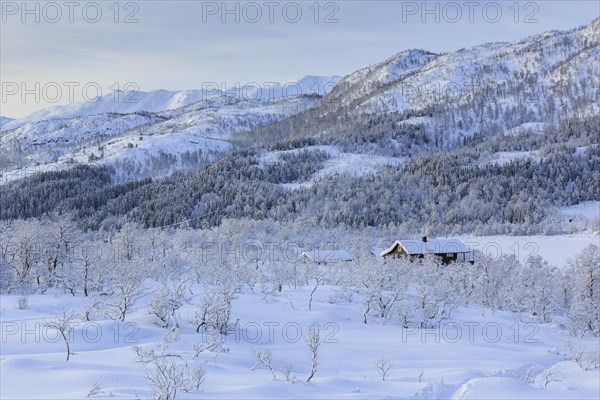 Wintry landscape