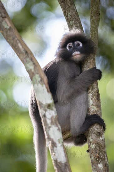 Dusky leaf monkey