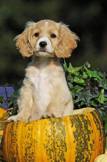 Spaniel Mongrel