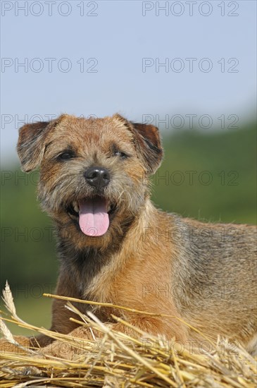 Border Terrier