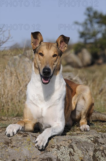 Collie Shorthair