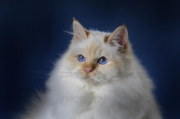 Sacred Birman