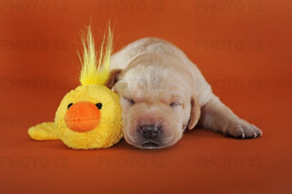 Labrador retriever
