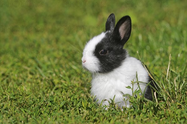 Dwarf rabbit