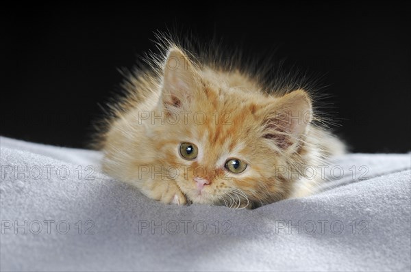 Little domestic cat