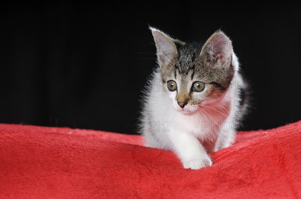 Little domestic cat