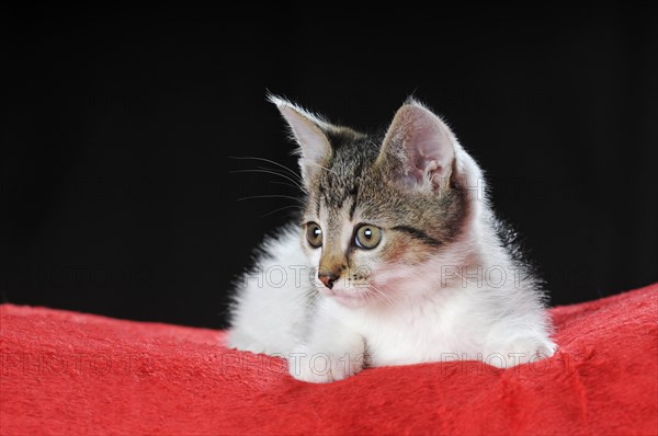 Little domestic cat