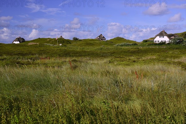 Typical Frisian houses
