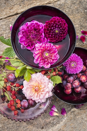 Dahlias (Dalia hybrids)