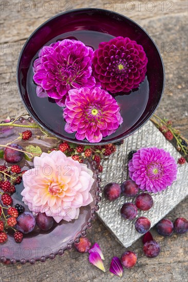 Dahlias (Dalia hybrids)
