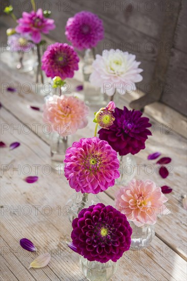 Dahlias (Dalia hybrids)