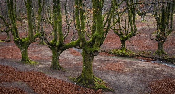 Gorbea Natural Park