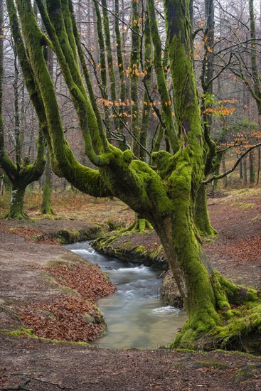 Gorbea Natural Park