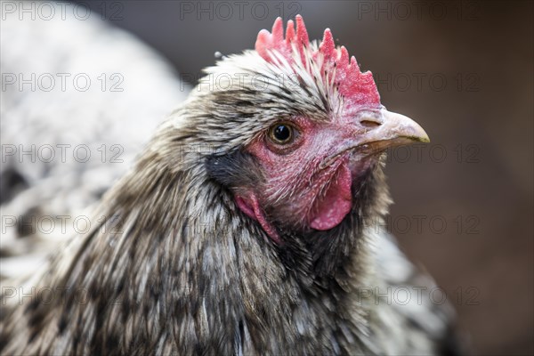 Domestic Chicken (Gallus gallus domesticus)