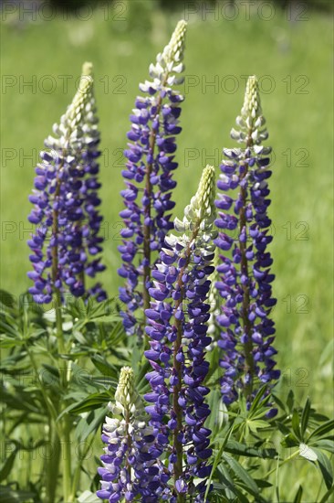 Large-leaved lupins (Lupinus polyphyllus)