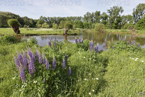 Floodplain landscape at the Erft